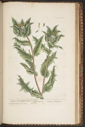 Plaat 476, Carduus, of de Gezegende Distel, uit 