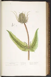 Plate 50, Wild Teasel, uit 