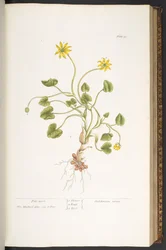 Plaat 51, Speenkruid, uit 