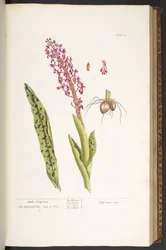 Plaat 53, Mannelijke Satyrion, uit 