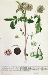Aardappelplant en vrucht, plaat uit 