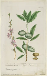 Prunus amygdalis dulcis. Zoete Amandel, 1737