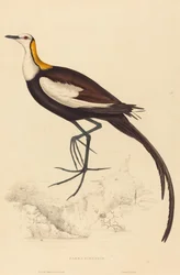 Parra Sinensis (Fazantstaartjacana)