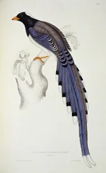 Pica Erythrorhyncha, uit 