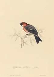 Pyrrhula Erythrocephala (Roodkopgoudvink)
