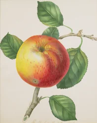 Een Appel, c.1835