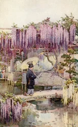 Wistaria, Kabata (kleurenlitho)