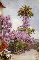 Wisteria, Quinta Da Levada