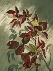 Herfstbladeren in de regen