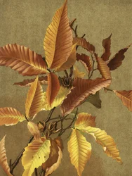 Herfstbladeren nr. 3 Beuk Door Ellen Thayer Fisher