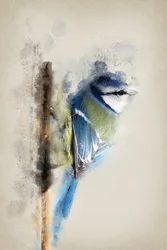 Aquarel: Pimpelmees