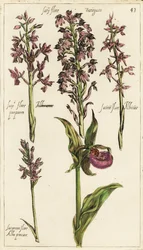 Verschillende soorten Europese orchideeën, vrouwenschoenorchidee, Cypripedium calceolus