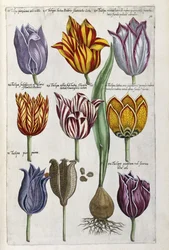 Verschillende tulpen, 1612-14
