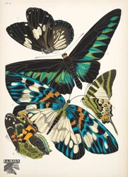 Plaat 10 uit Papillons, uitgegeven in 1925