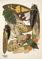 Plaat 2 uit Insectes, uitgegeven jaren 1930