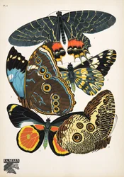 Plaat 2 uit Papillons, uitgegeven in 1925