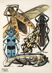 Plaat 3 uit Insectes, uitgegeven in de jaren 1930