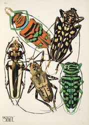 Plaat 4 uit Insectes, uitgegeven in de jaren 1930