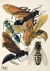 Plaat 6 uit Insectes, uitgegeven in de jaren 1930