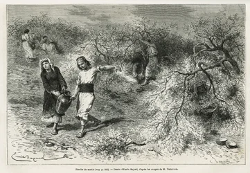 De verzameling van mastiek, een witte hars van lentis, tijdens het zomerseizoen, is de basis van de productie van een anijsbrandewijn, tekening door Emile Bayard, ter illustratie van het verhaal 