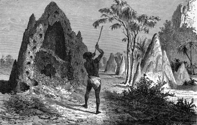 Dorp van oorlogszuchtige termieten (termitiere), Afrika
