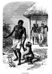 Jonge Soko-aap in Afrika. Gravure door Emile Bayard (1837-1891) ter illustratie van de laatste verhalen van ontdekkingsreiziger David Livingstone