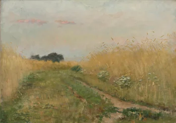 Zomerlandschap - Korenveld