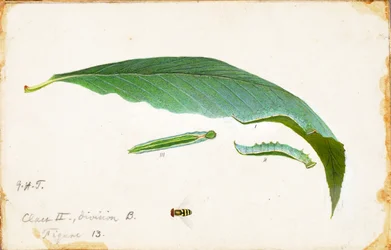 Onbevlekte strandblad rups..., late 19e-begin 20e eeuw