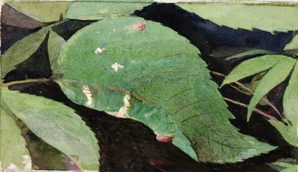 Rups met witte berkenbladrand, studie voor boek Concealing Coloration in the Animal Kingdom
