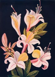 Californische Azalea