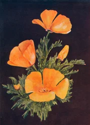 Californische Klaproos, c1915