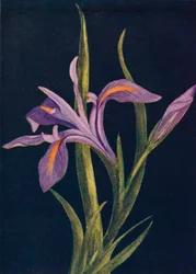 Grondiris, ca. 1915