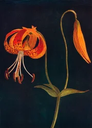 Luipaardlelie, ca. 1915, 1915