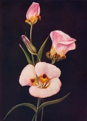 Mariposa Tulp, c1915