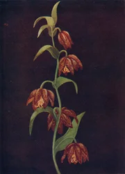 Missieklokken