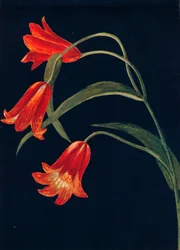 Rode Fritillaria, c1915