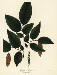 Amerikaanse hopbeuk, Ostrya virginiana