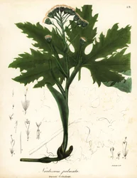 Arctische hoefblad, Petasites frigidus var