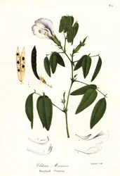 Vlindererwt, Atlantische duivenvleugels of Maryland clitoria, Clitoria mariana