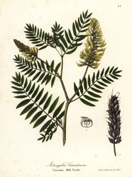 Canadese melk-wikke, Astragalus canadensis