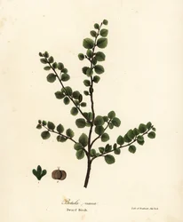 Dwergberk, Betula nana