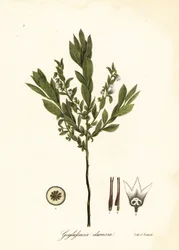 Dwergbosbes, struikbosbes of gopherbes, Gaylussacia dumosa