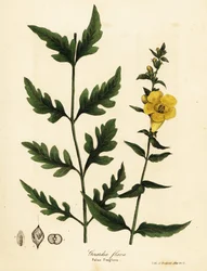 Valse vingerhoedskruid, Aureolaria flava (Gerardia flava)