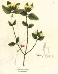 Vliegende kamperfoelie, Lonicera ciliata