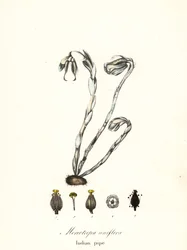 Spookplant, spookpijp, indianenpijp of lijkplant, Monotropa uniflora