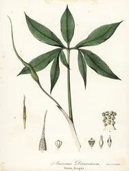 Groene draak of drakenwortel, Arisaema dracontium