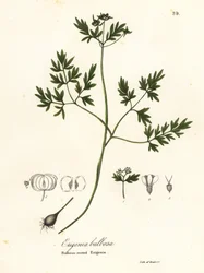 Voorbode van de lente, peper en zout of knolachtige erigenia, Erigenia bulbosa