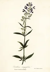 Helm bloem