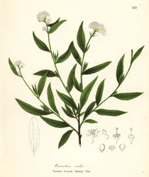 Jersey thee, Ceanothus herbaceus (Smalbladige Jersey Thee, Ceanothus ovalis)