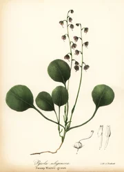 Leverblad wintergroen, moeraswintergroen of roze wintergroen, Pyrola asarifolia